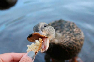 Ніж ви можете і не можете годувати дикі качки в природі? Ніж ви можете і не можете годувати дикі качки в природі?